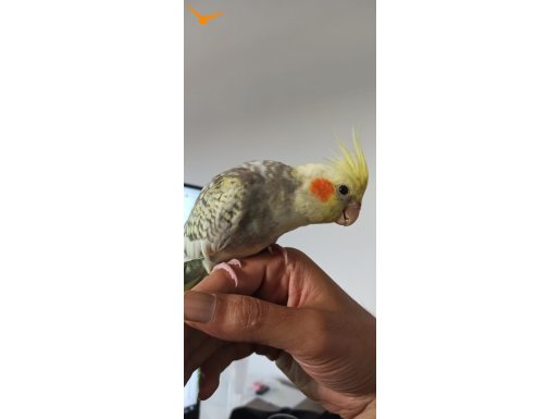 Admin Deneme İlanı web