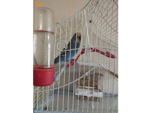 5 aylık Yavru kafesiyle beraber erkek