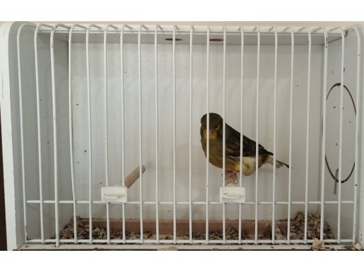 Erkek Kanaryalar ötümde 