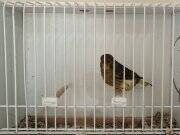 Erkek Kanaryalar ötümde 