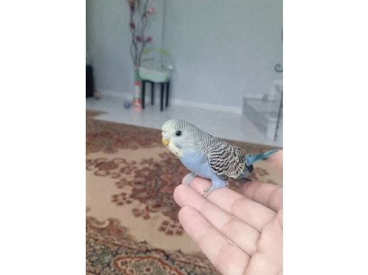 Yeme yeni düşmüş muhabbet kuşlari