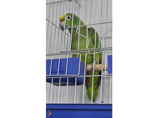 8 aylik amazon 