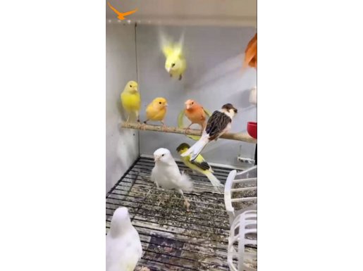 Kanaryalar renk renk ötümlü
