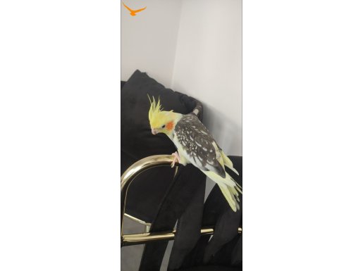 Ful evcil  konusan sultan papagani
