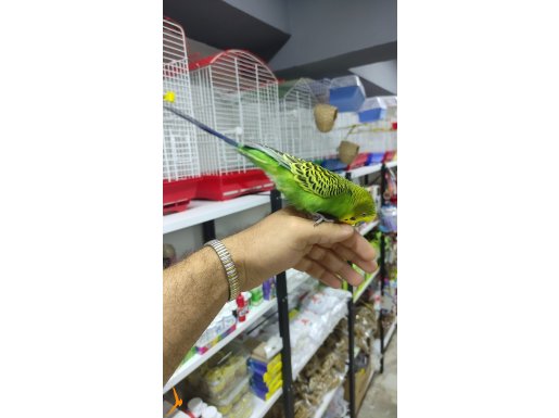 Yavru muhabbet kuslari alisik
