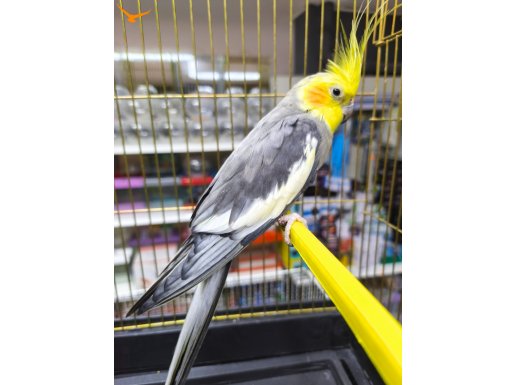 Konusan evcil Sultan papaganı