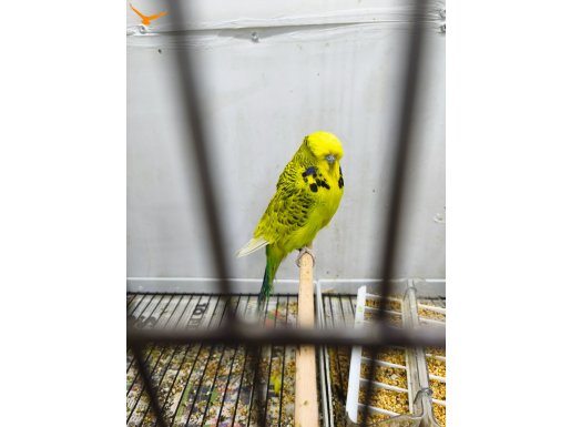 Jumbo yavru yetişkin yerlı muhabbet kusları