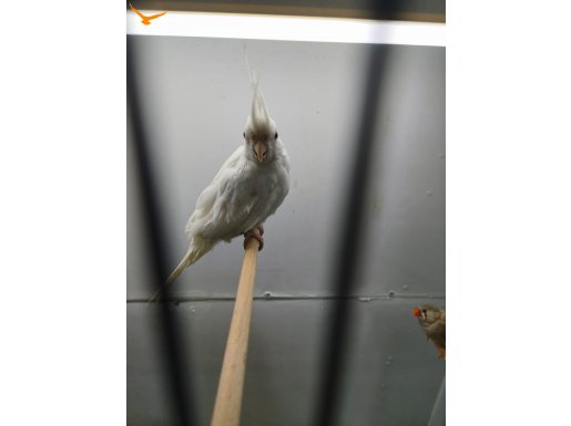 Yavru albino Sultan papaganı