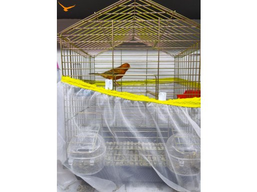 Ötümlü kanarya lar