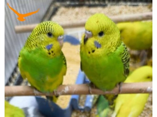 Yavru muhabbet kuşu elcik bebek