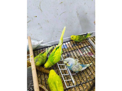 Yavru jow jumbo muhabbet kuşları