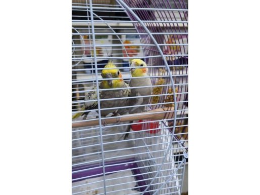 Evcil Sultan Papağanı