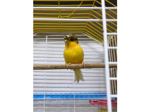 Ötümlü Kanaryalar Renk Renk