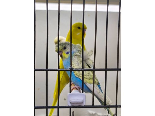 Japones  renbow muhabbet kuşu