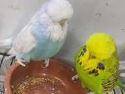 Sow jumbo yavru yetiskin muhabbet kusu