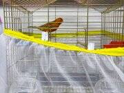 Ötümlü kanarya lar