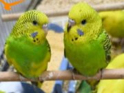 Yavru muhabbet kuşu elcik bebek