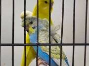 Japones  renbow muhabbet kuşu