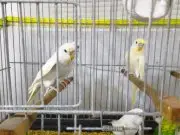 Bebek muhabbet kuşları