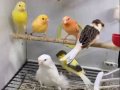 Kanaryalar renk renk ötümlü