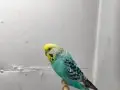 Bebek muhabbet kuşları