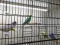 Bebek muhabbet kuşları