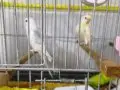 Bebek muhabbet kuşları