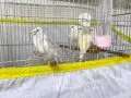 Bebek muhabbet kuşları