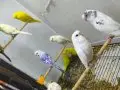 Bebek muhabbet kuşları