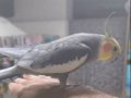 Evcil konuşan sultanlar