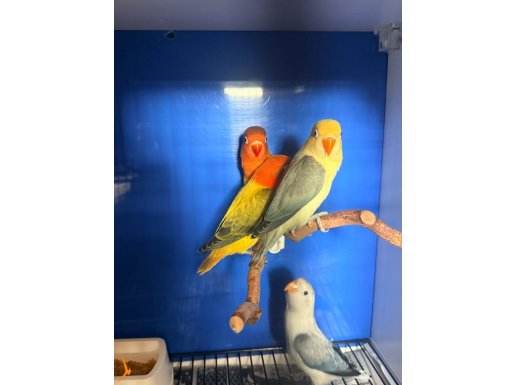 Mutasyon cennet papağanı yavruları 