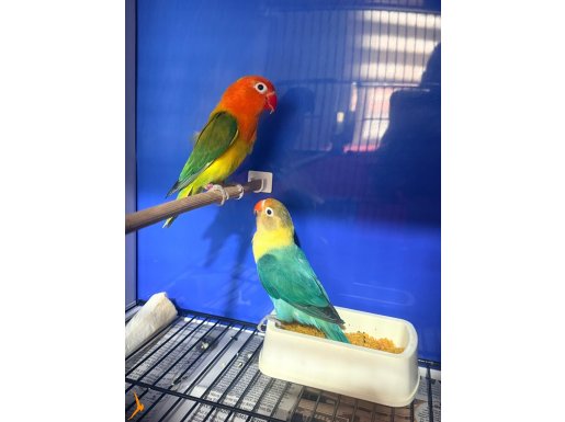 Mutasyon cennet pağanı yavru alınmış takım ve yavrular