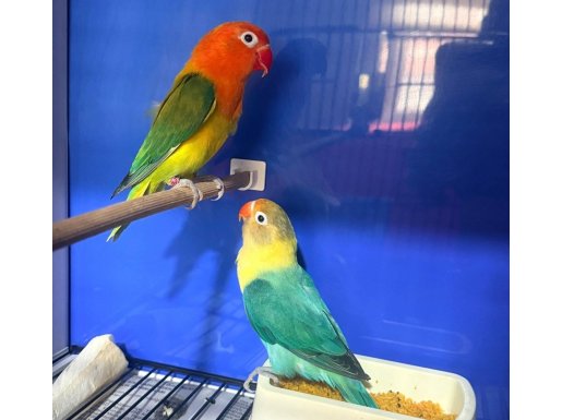 2 takım yavru alınmış genç cennet papağanı takımları