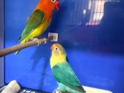 2 takım yavru alınmış genç cennet papağanı takımları