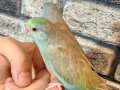 4 aylık fallow dişi forpus papağanı 
