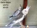 Ev Üretimi Kuşlar (3 dişi yavru 8 aylık)