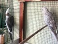 Ev Üretimi Kuşlar (3 dişi yavru 8 aylık)