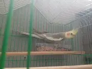 Damızlık erkek 
