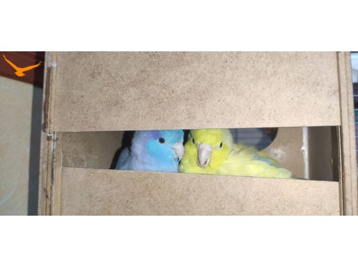 YAVRU ALINMIŞ FORPUS TAKIM