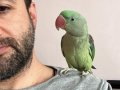 ÇOK UYGUN KAFESİYLE BERABER ALEXSANDIR