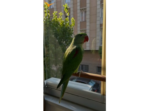 Full evcil aleksandır papağanı