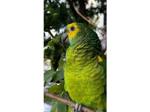 Sosyal ve konuşkan mavi alın (blue fronted) Amazon papağanı