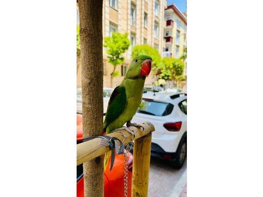 11 Aylık Evcil ve Cana Yakın Aleksandır (İskender) Papağanı