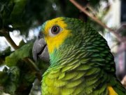 Sosyal ve konuşkan mavi alın (blue fronted) Amazon papağanı