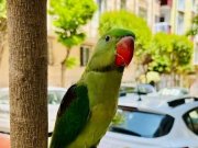 11 Aylık Evcil ve Cana Yakın Aleksandır (İskender) Papağanı
