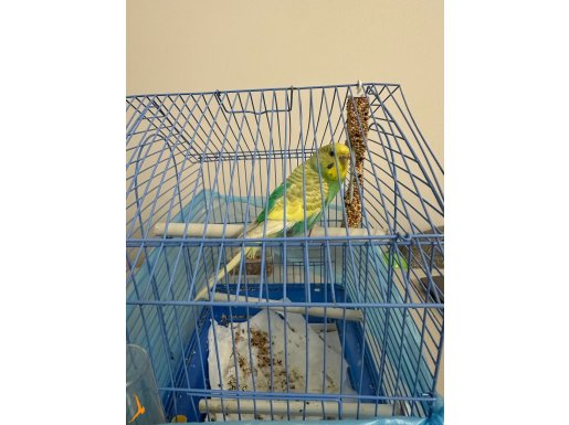 Güzel Renkli Muhabbet Kuşu 