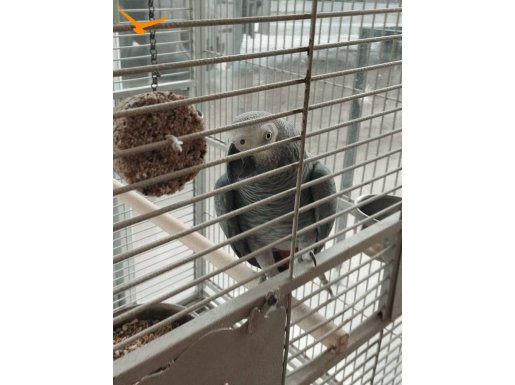 Türkiye'nin en iyisi en iyi konuşan kuşu