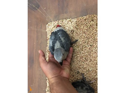 Jako papağan kırmızı kuyruk 
