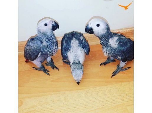 Jako papağan kırmızı kuyruk 