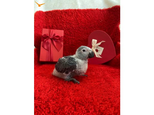 Jako papağan kırmızı kuyruk el besleme bebek